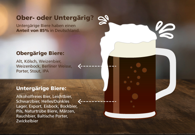 Unterschied zwischenober- und untergärigen Bieren